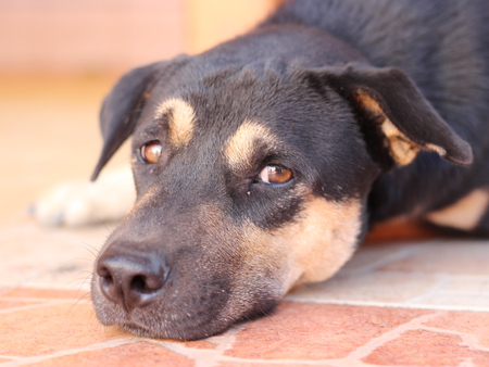 Dog Thai background.の写真素材