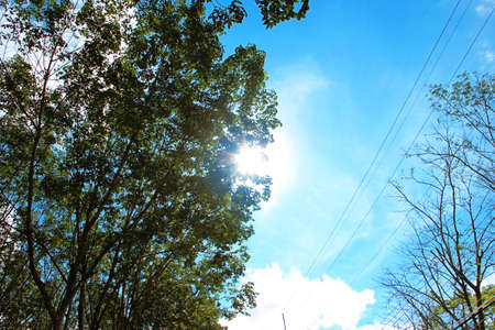 Big tree sky blue background.の写真素材