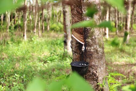 Rubber tree of Thailand background.の写真素材