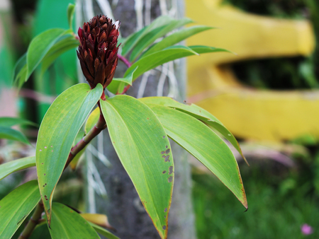 Macro picture rare flower in a flower garden in Thailand.