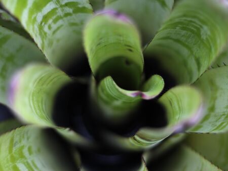 Macro picture rare flower in a flower garden in Thailand.の写真素材