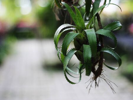 Macro picture rare orchid flower in a flower garden in Thailand.の写真素材