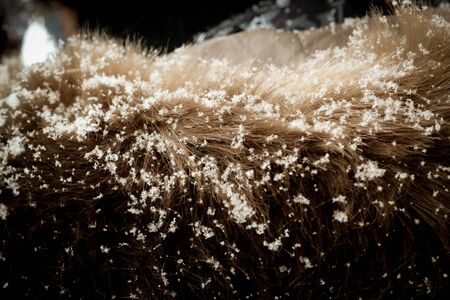 White snow season in Sapporo, Japan background.の写真素材