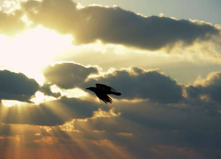   The herald of stormの写真素材