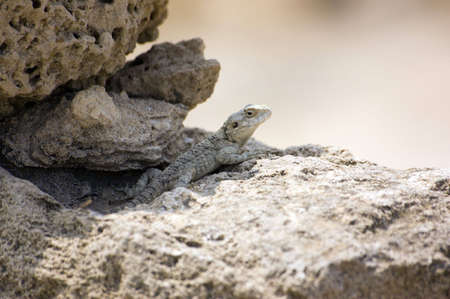 lizard on anchies stones, Caesarya, Israel