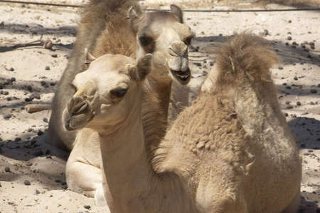 Arabian camels repose after walk, desert Negev, Israelの写真素材