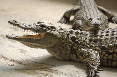 crocodiles from crocodile farm, Hamat Gader, Israelの写真素材