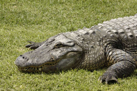 crocodiles from crocodile farm, Hamat Gader, Israelの写真素材