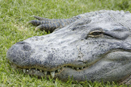 crocodiles from crocodile farm, Hamat Gader, Israelの写真素材
