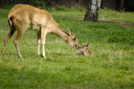 fallow deer and fawn, maternal anxietyの写真素材
