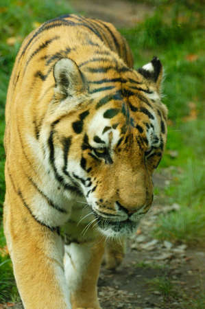 portrait of tiger close-up