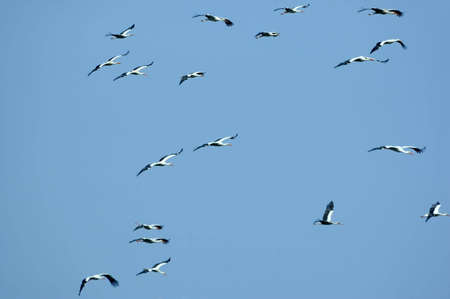 flying of cranes on background of blue skyの写真素材
