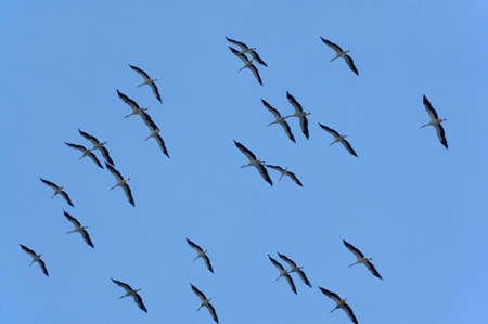 flying of cranes on background of blue sky