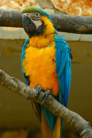 colorful parrot in zoo