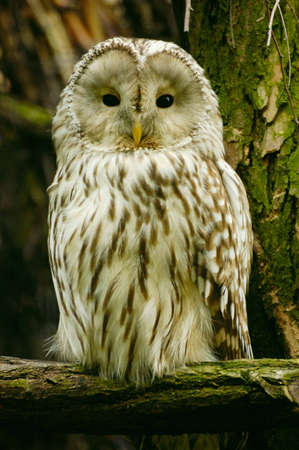 owl on a branchの写真素材