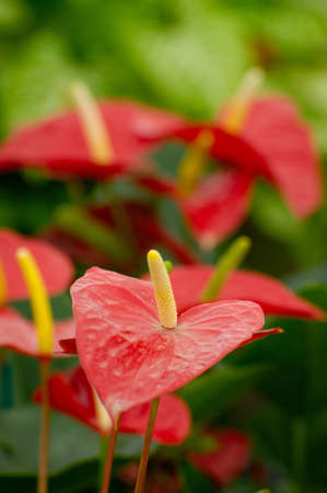 Freesia flower in plantの写真素材