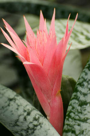 Ehneya flower in plantの写真素材