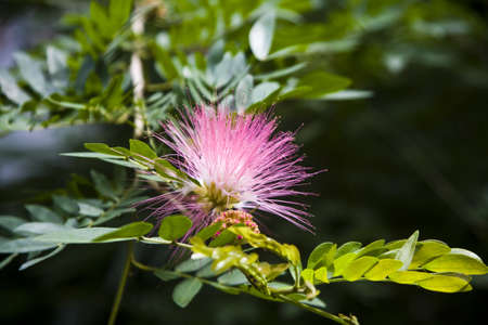 the flower の写真素材