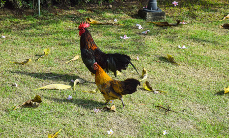 Chicken on the lawnの写真素材