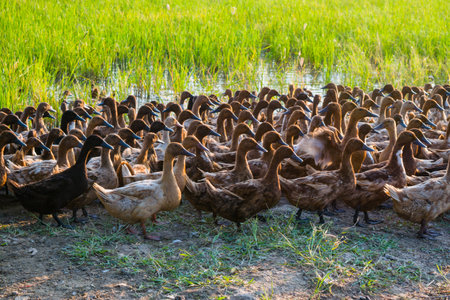 Duck with the field -  Suphan Buri ,thailandの写真素材