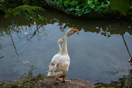 Flock of geese grazing on the grass in the autumnの写真素材