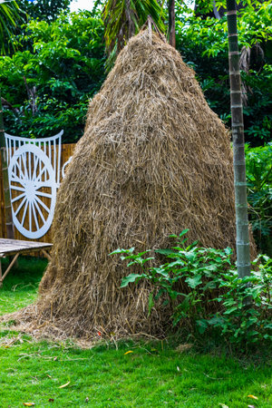 Hay Stack on Sugar Cane Fieldの写真素材