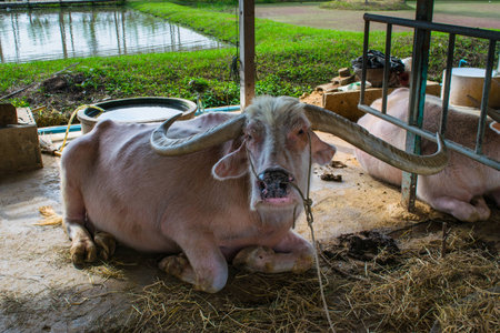 Buffalo on the farm Thailandの写真素材