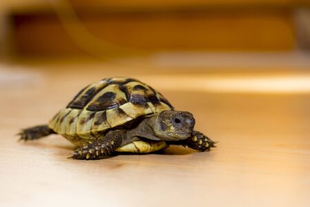 Turtleの写真素材