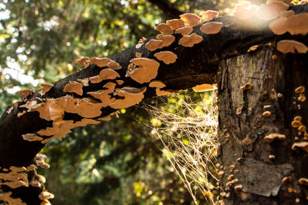 Barrierの写真素材