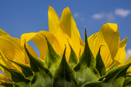 Sunflowerの写真素材