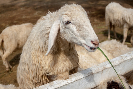 Close-up shot of Sheep eating grass in the farmの写真素材