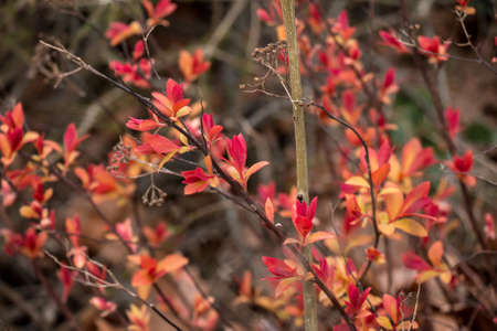 Red leaves branchの写真素材