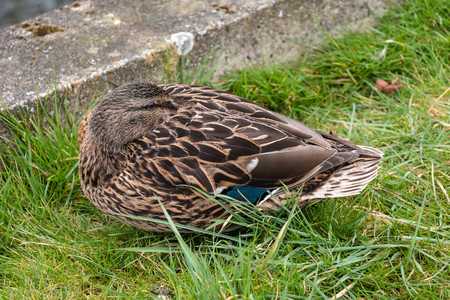 Sleepy Female Mallard Duck hiding its Head in its Feather because of Cold Weatherの写真素材