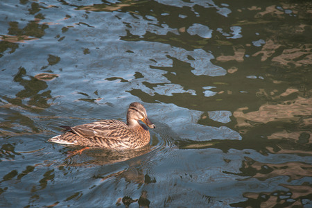 Female Mallard Duck swimming in the river with Sunlight shining on itの写真素材