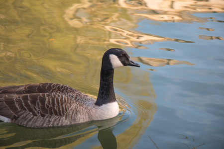 Side Wet Canada Goose swimming in the river with Sunlightの写真素材