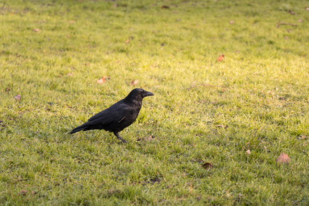 Black Crow standing on Grass Fieldの写真素材