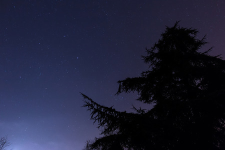 Pine Silhouette in Starry Night Cambridgeの写真素材