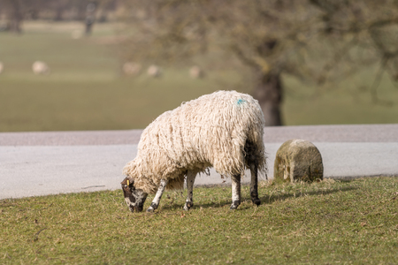 Single Sheep grazing on Grass Field beside Roadの写真素材