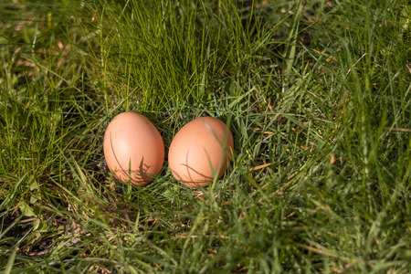 Two Eggs on Grassの写真素材