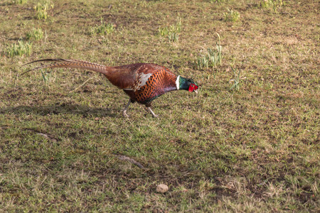 Ring-necked Pheasant Bird walking and finding food in Grass Fieldの写真素材