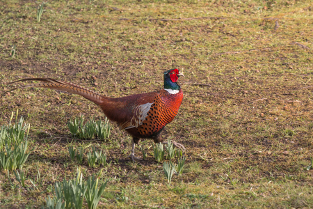 Ring-necked Pheasant Bird walking in Grass Fieldの写真素材