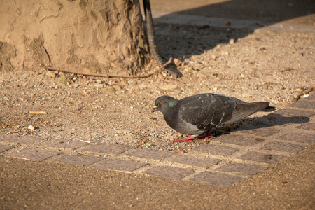 Dark Gray City Pigeon looking something on the groundの写真素材