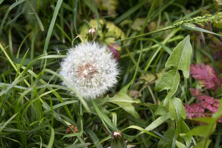 Full Dandelion and grassの写真素材