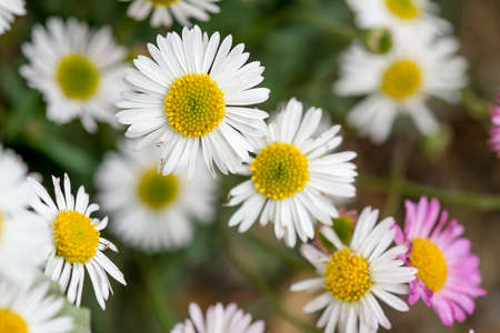 Close up of White Flowers and Pinkの写真素材