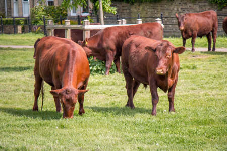 Brown Cows grazing grass in the fieldの写真素材