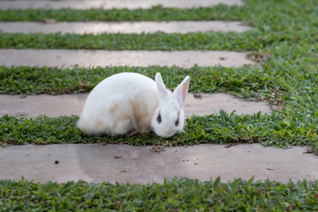 White Rabbit sitting on stone path in gardenの写真素材