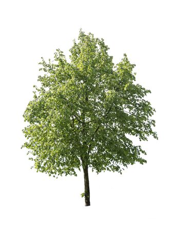 Isolated Tree on white with Clipping Pathの写真素材