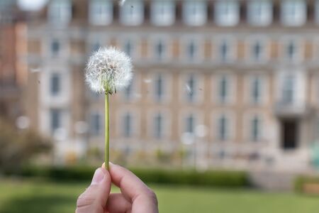 Dandelion with building backgroundの写真素材