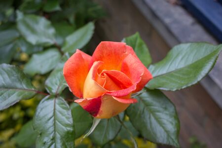 Orange Roseの写真素材