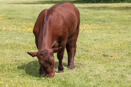 Single Brown Cow grazing in the grass fieldの写真素材